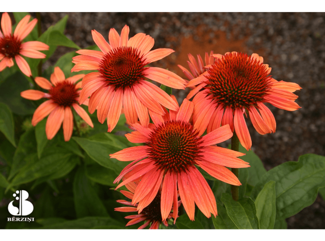 Echinacea   'Sunset'